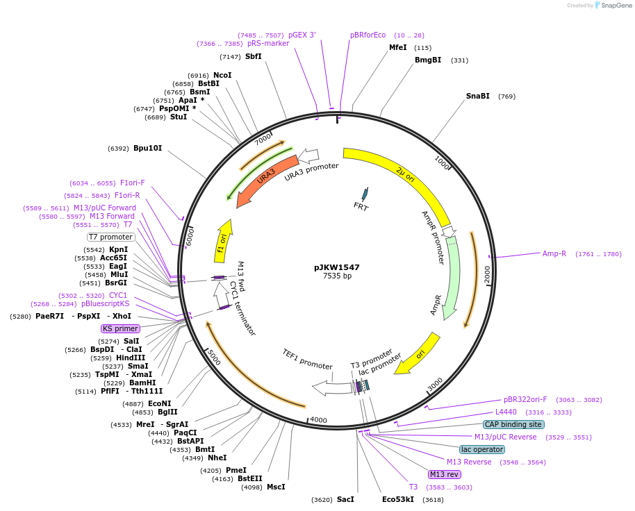 119176-plasmid-map-sequence-id-231693