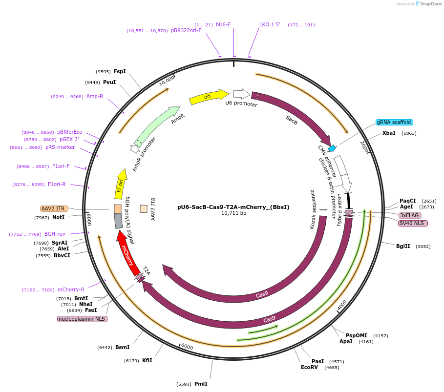 117070-plasmid-map-sequence-id-231696