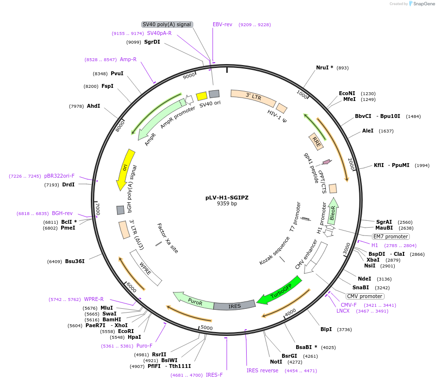 119217-plasmid-map-sequence-id-231699