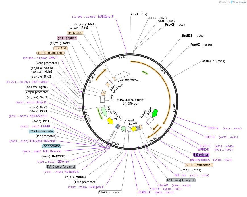 119231-plasmid-map-sequence-id-231731