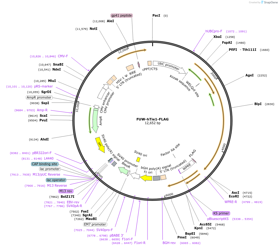 119233-plasmid-map-sequence-id-231732