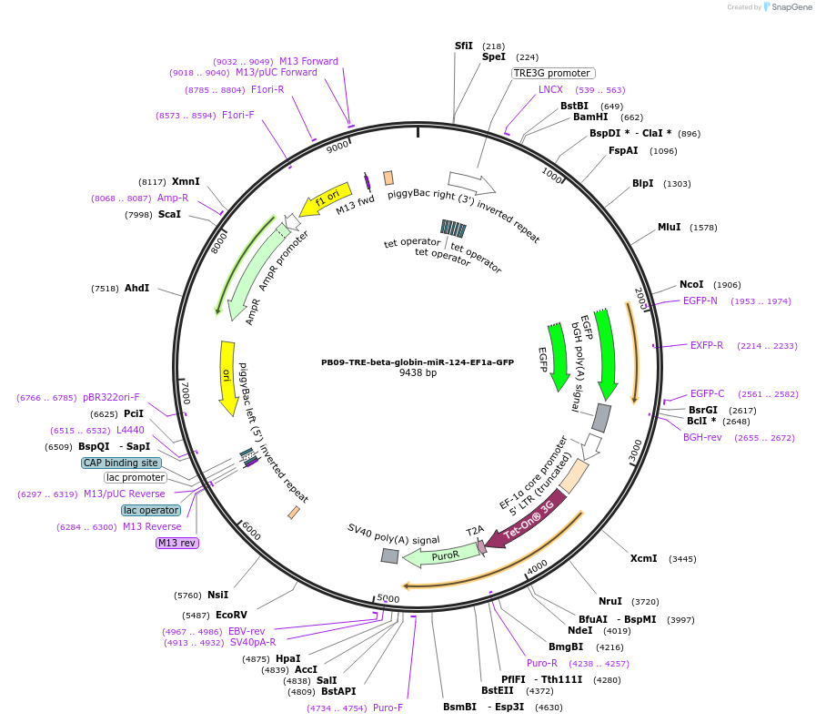 117318-plasmid-map-sequence-id-231737