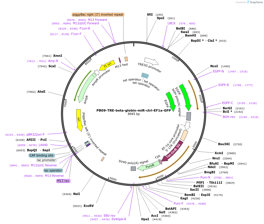 117319-plasmid-map-sequence-id-231738