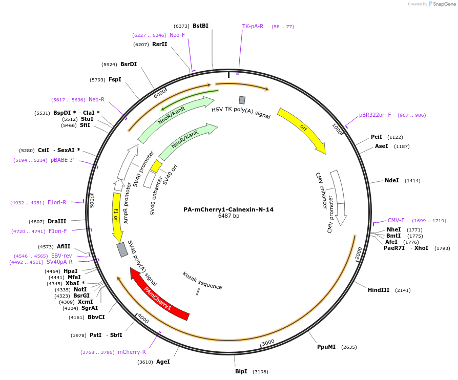 57169-plasmid-map-sequence-id-231740