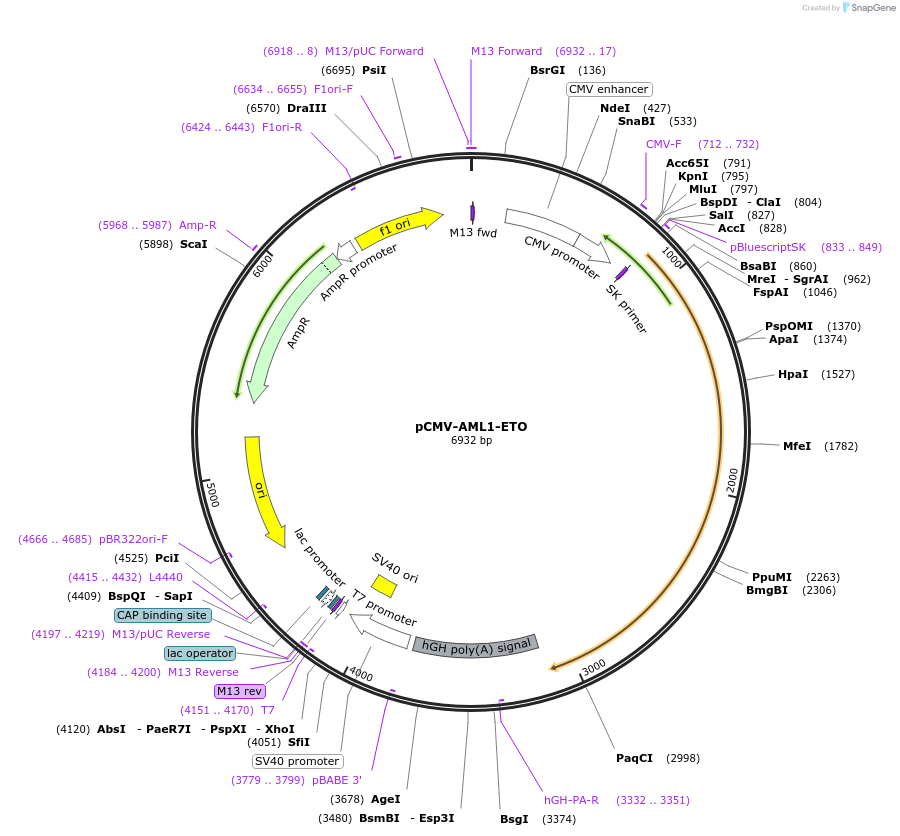 12428-plasmid-map-sequence-id-231749