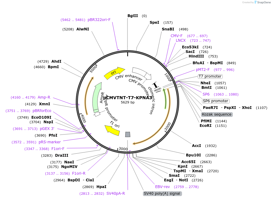 26679-plasmid-map-sequence-id-231754