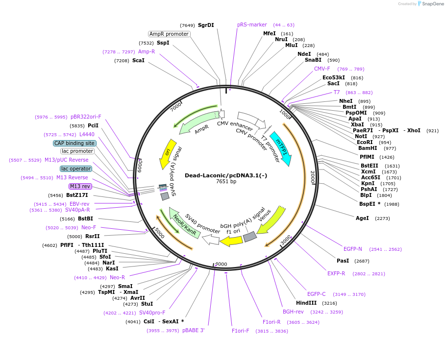 118627-plasmid-map-sequence-id-231761