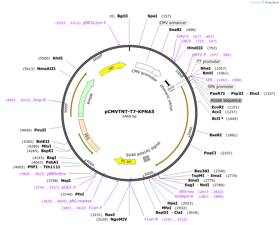 26681-plasmid-map-sequence-id-231765