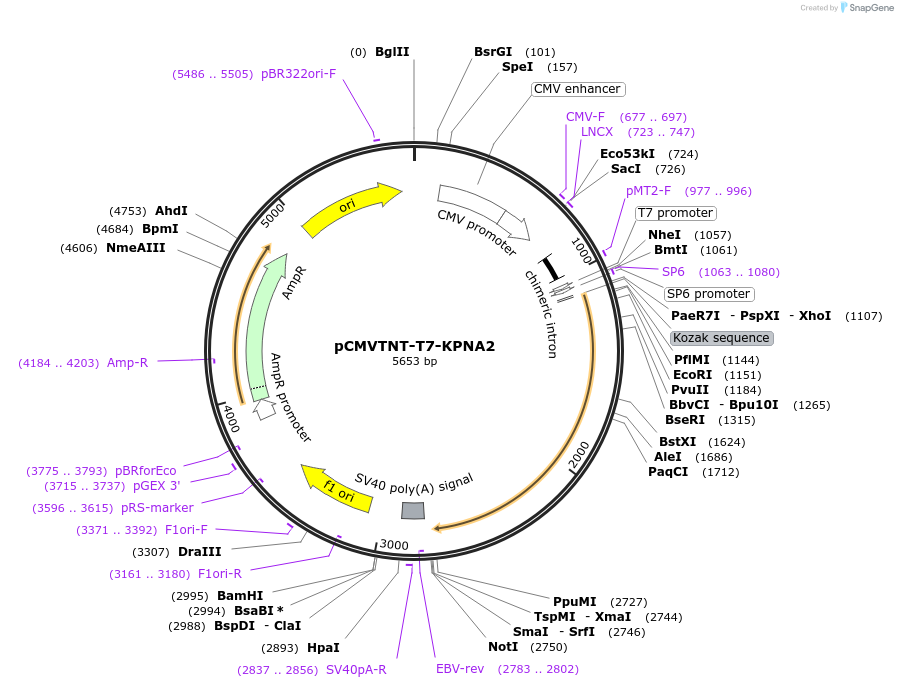 26678-plasmid-map-sequence-id-231769