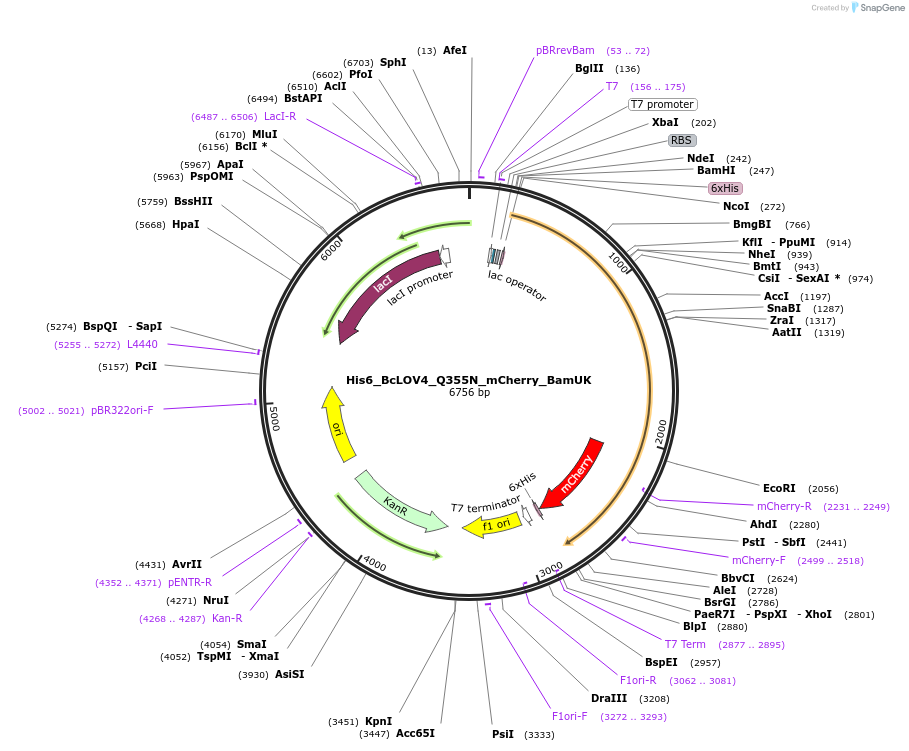 119762-plasmid-map-sequence-id-231770