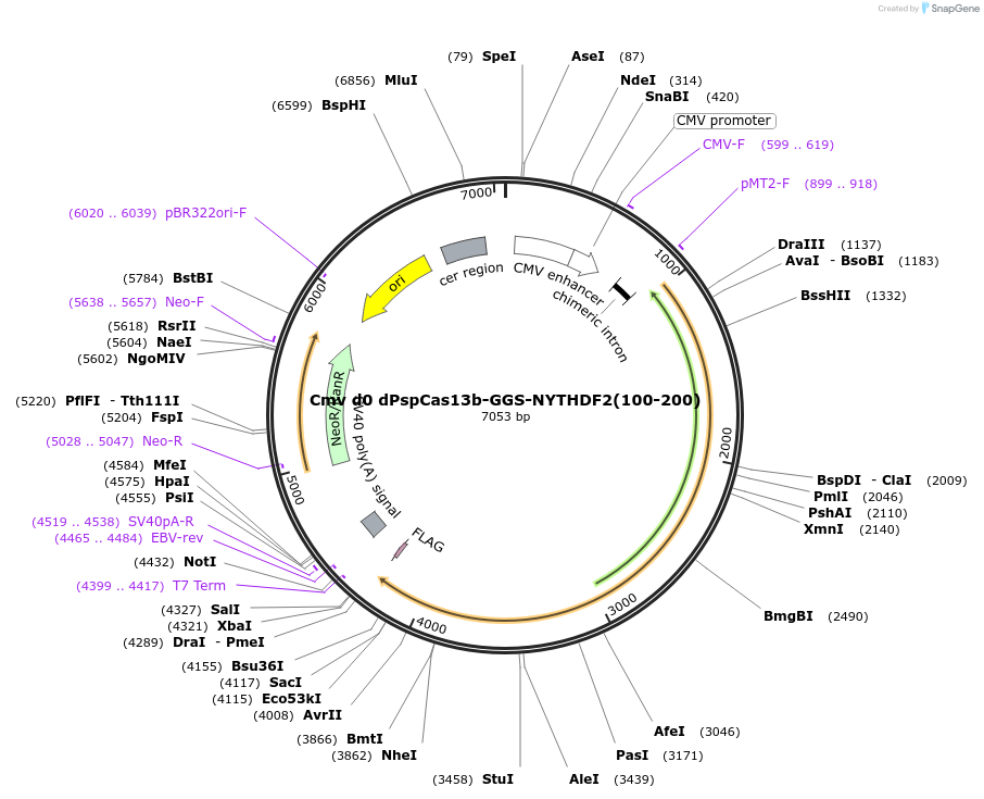 119856-plasmid-map-sequence-id-231774