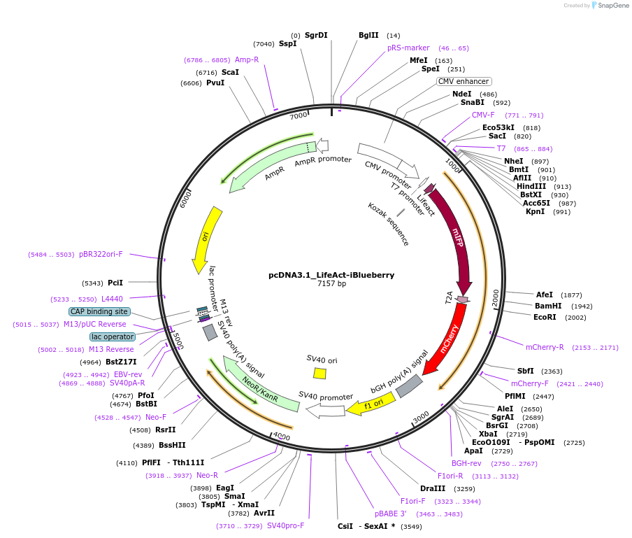 73176-plasmid-map-sequence-id-231775