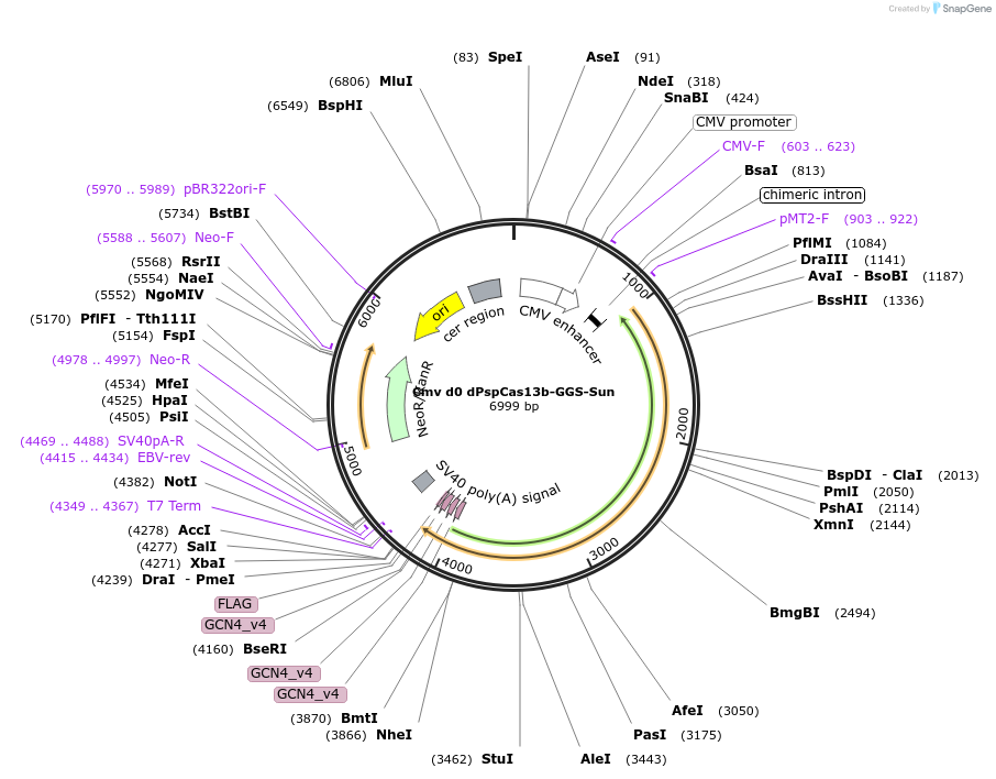 119858-plasmid-map-sequence-id-231779
