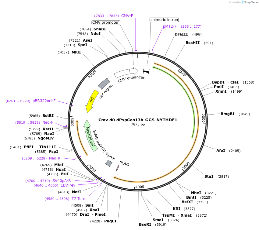 119855-plasmid-map-sequence-id-231780