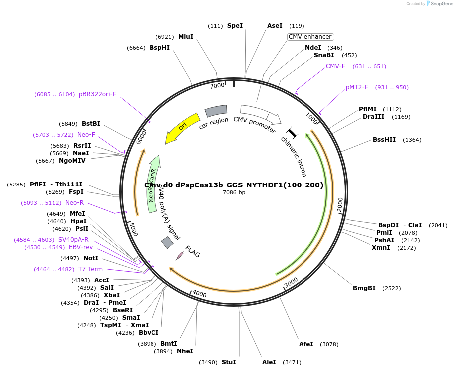 119857-plasmid-map-sequence-id-231782