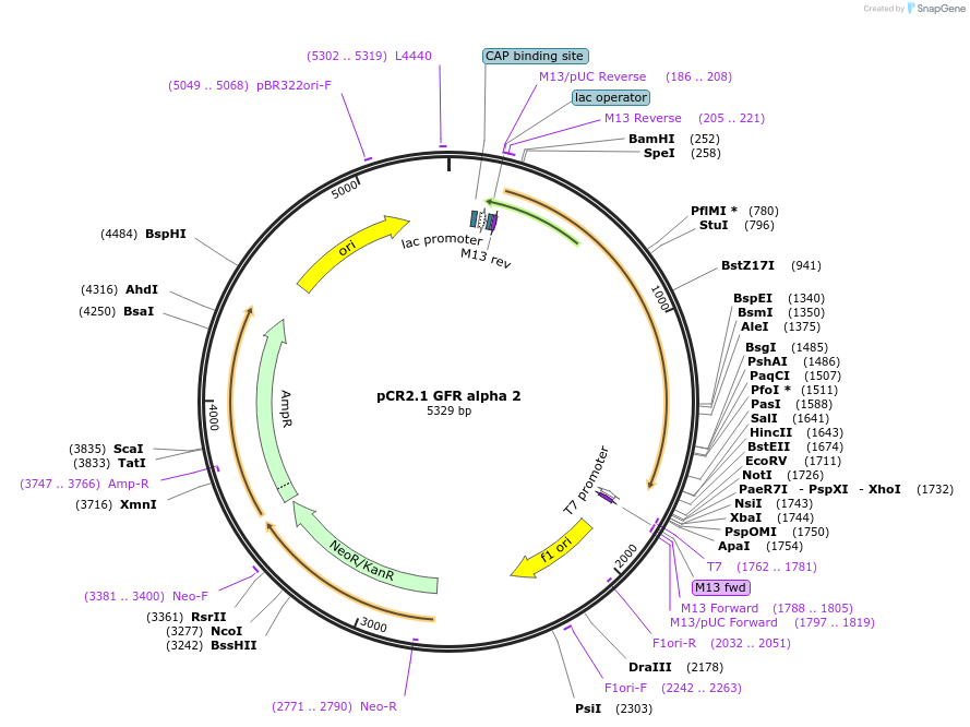 119899-plasmid-map-sequence-id-231783