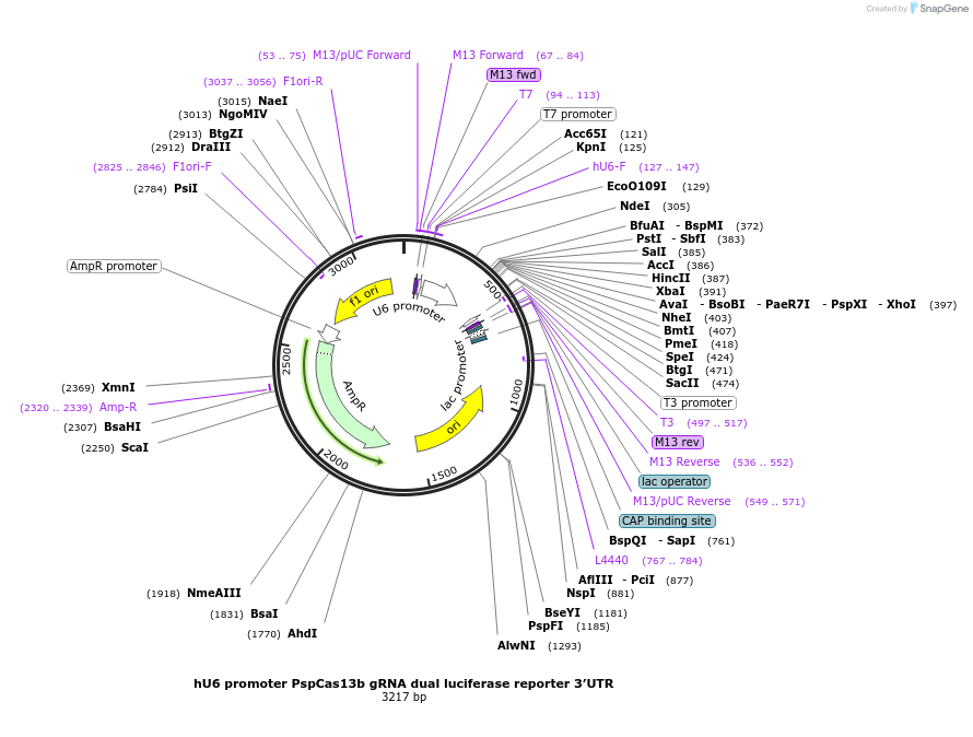 119859-plasmid-map-sequence-id-231785