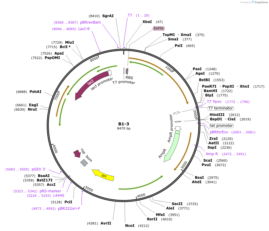 111465-plasmid-map-sequence-id-231790