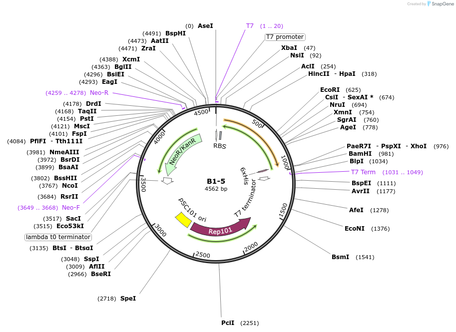111467-plasmid-map-sequence-id-231791