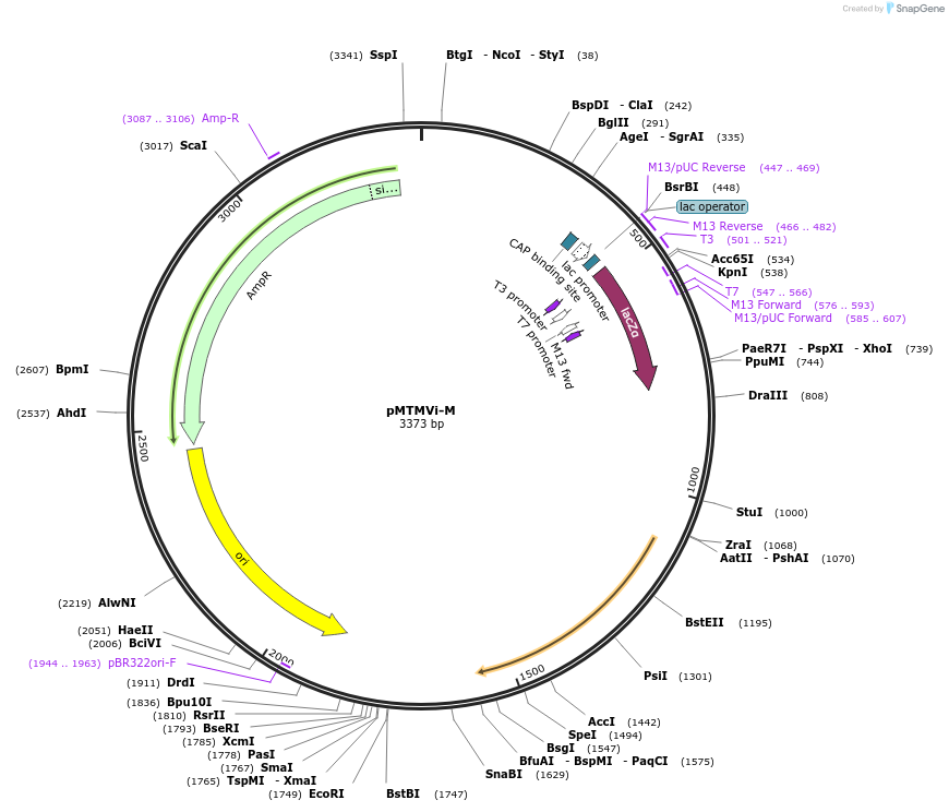 118757-plasmid-map-sequence-id-231795