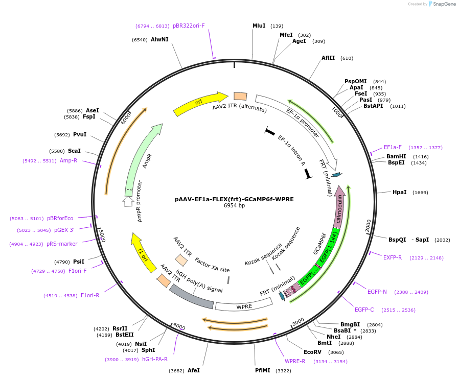 118273-plasmid-map-sequence-id-231803