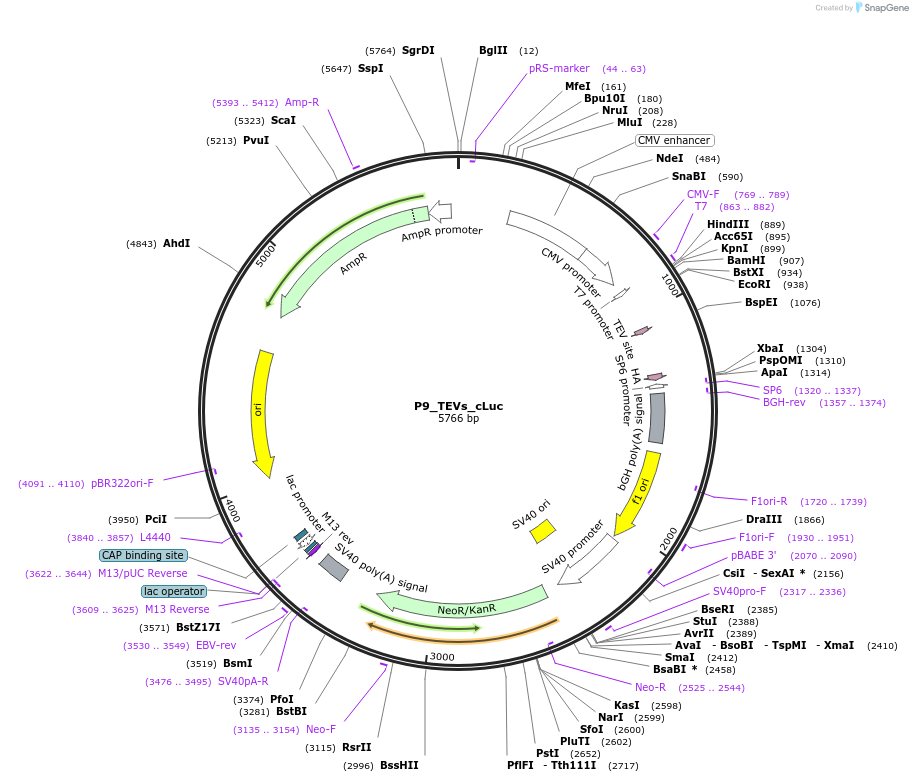 119303-plasmid-map-sequence-id-231805