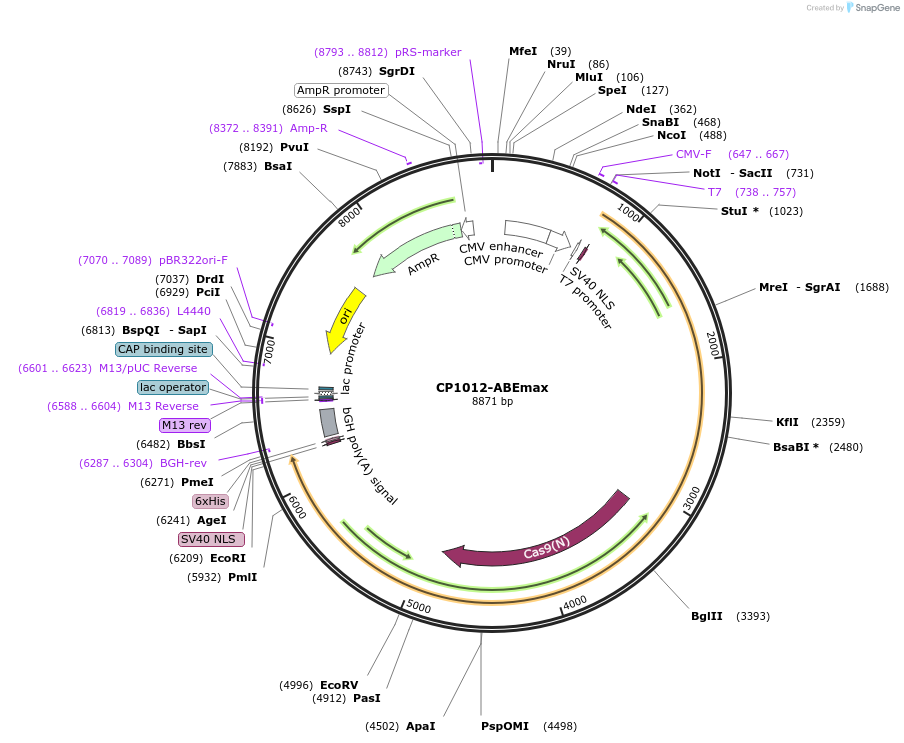 119806-plasmid-map-sequence-id-231806