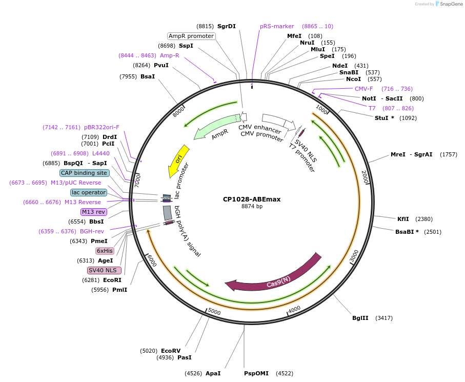 119807-plasmid-map-sequence-id-231807