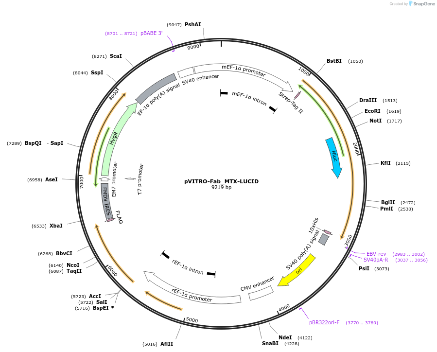 119047-plasmid-map-sequence-id-231808