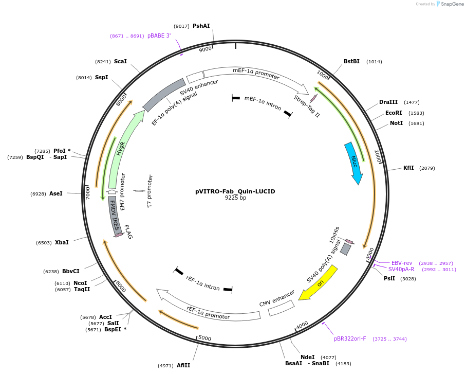 119049-plasmid-map-sequence-id-231810