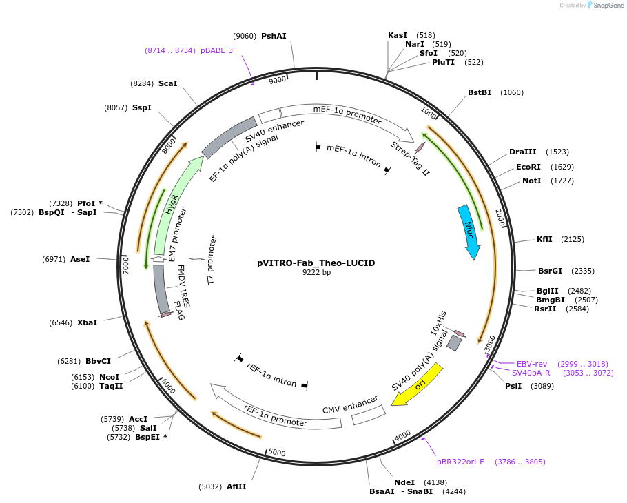 119048-plasmid-map-sequence-id-231811