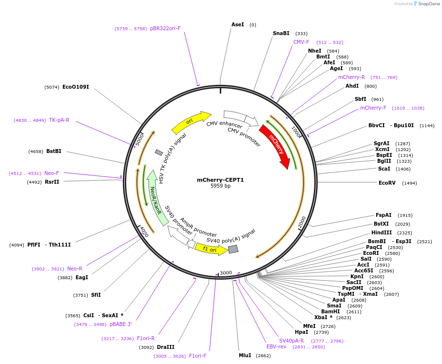 119079-plasmid-map-sequence-id-231815