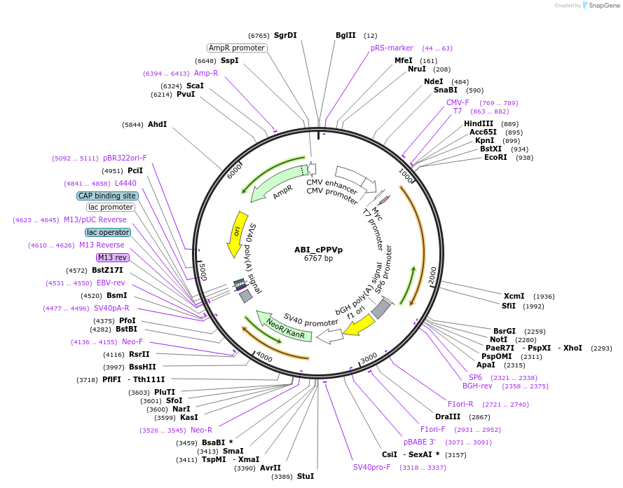 119212-plasmid-map-sequence-id-231816