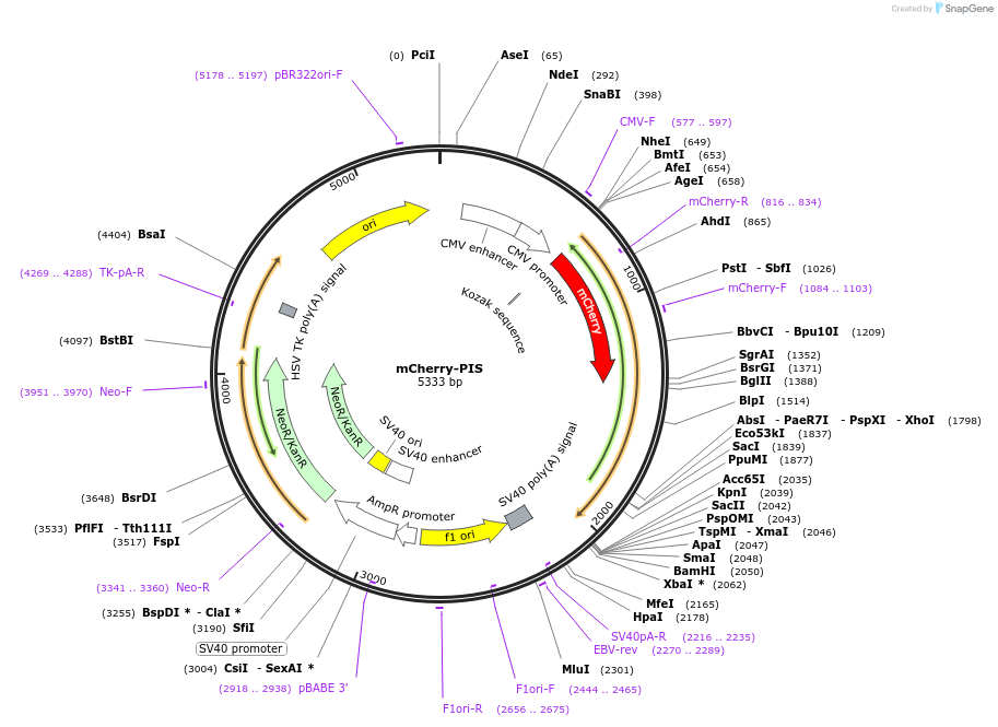 119078-plasmid-map-sequence-id-231818