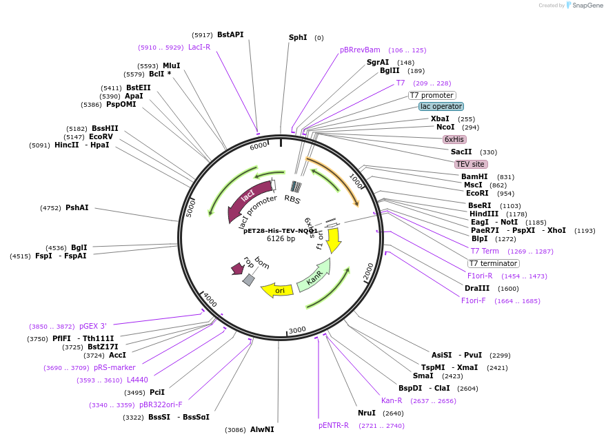 119058-plasmid-map-sequence-id-231820