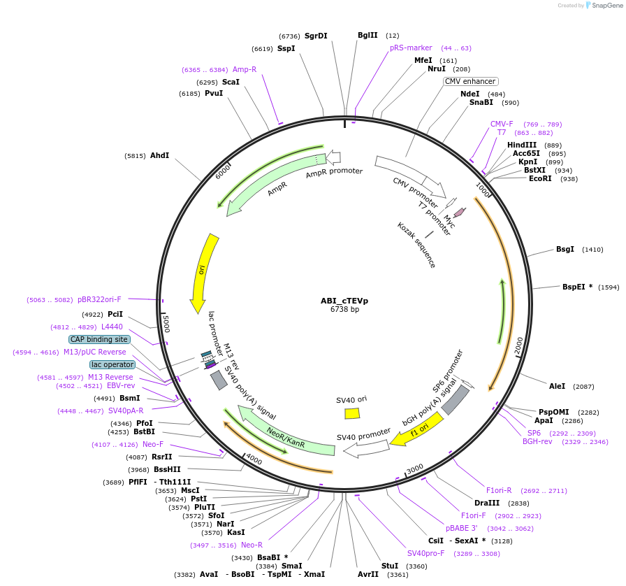119214-plasmid-map-sequence-id-231821