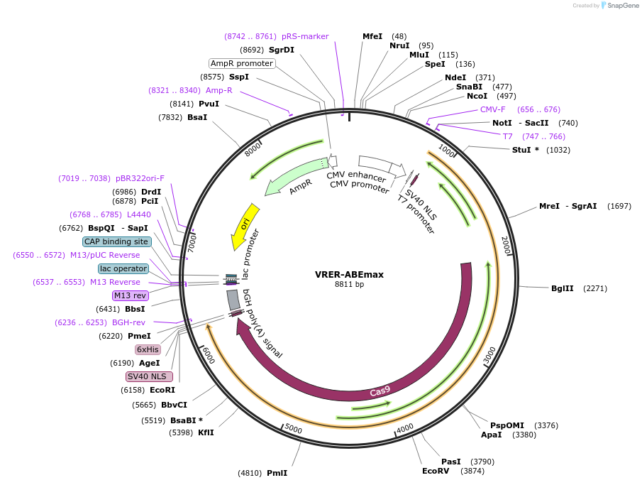 119812-plasmid-map-sequence-id-231822