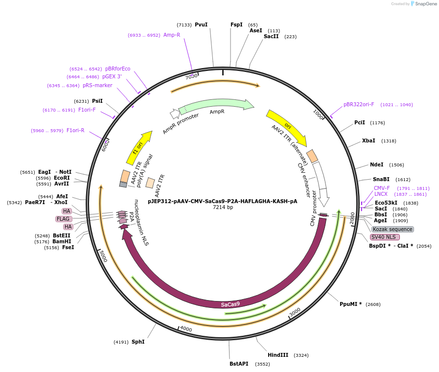 113689-plasmid-map-sequence-id-231823