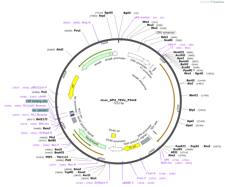 119299-plasmid-map-sequence-id-231827