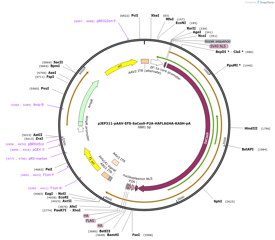 113688-plasmid-map-sequence-id-231828