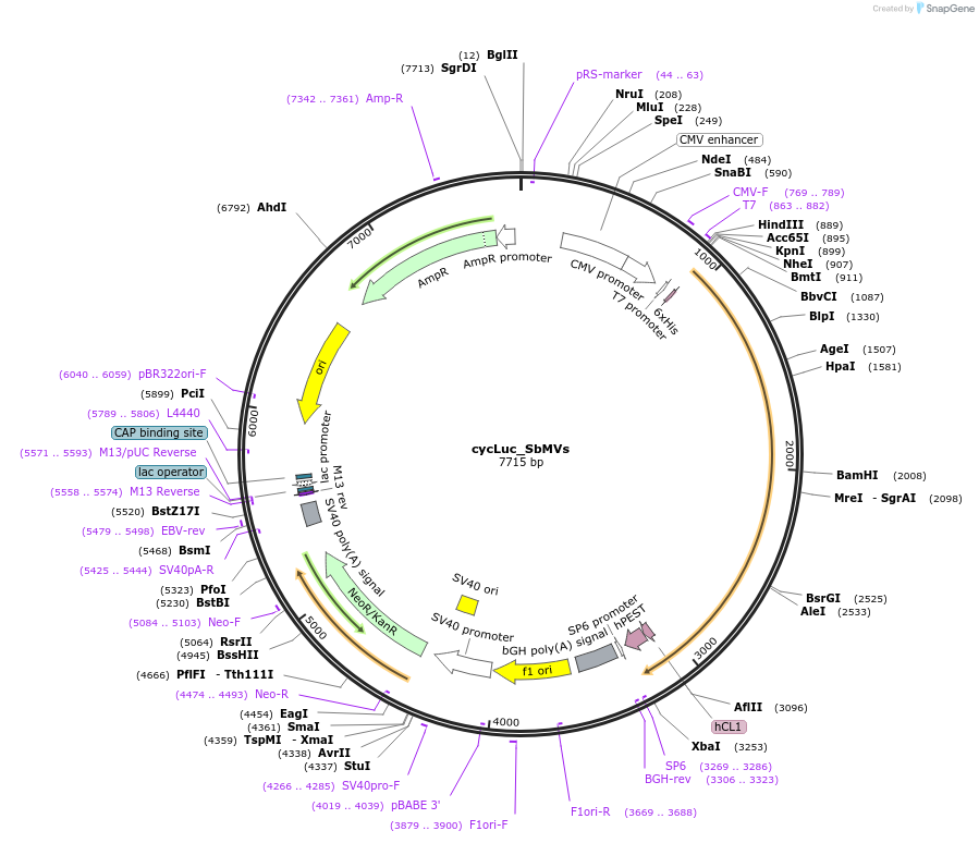 119209-plasmid-map-sequence-id-231830