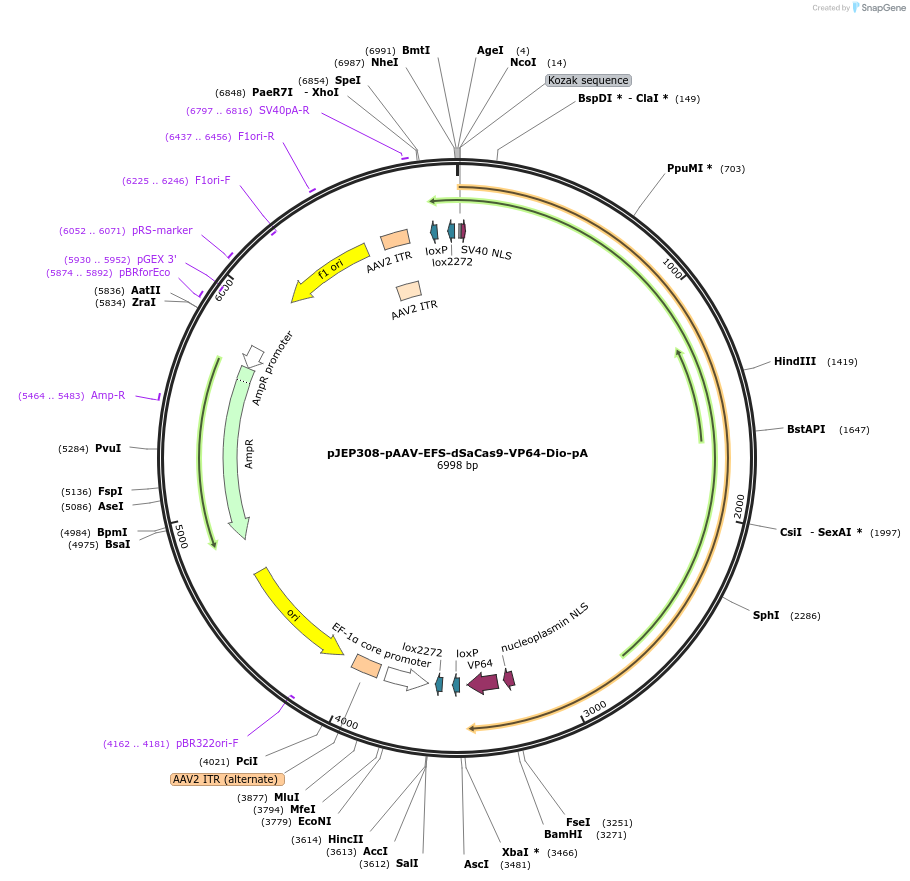 113685-plasmid-map-sequence-id-232027