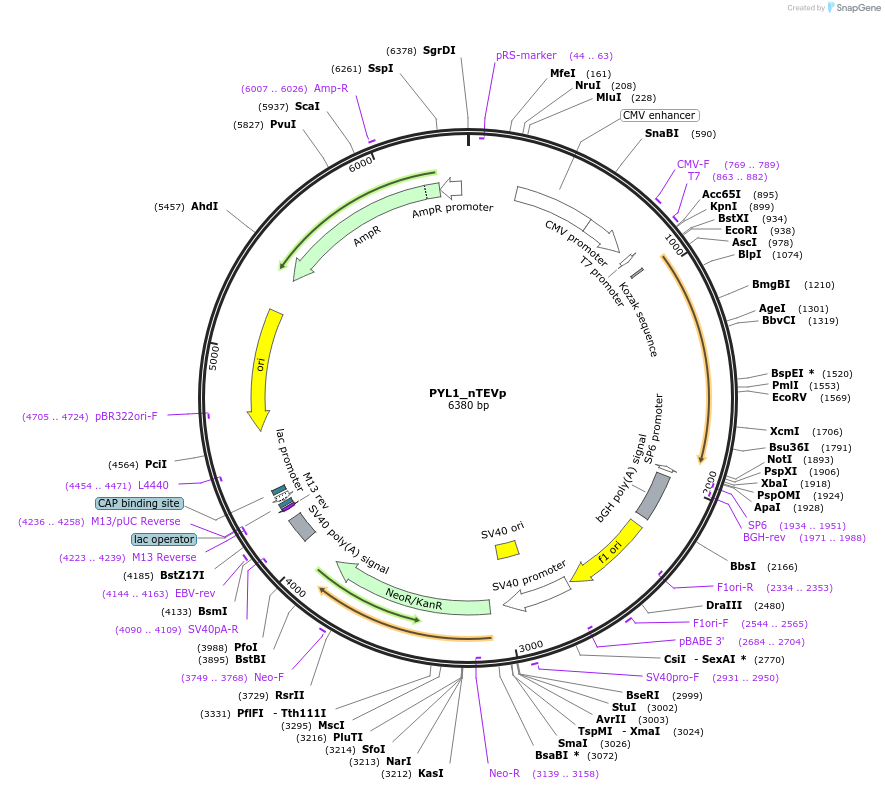 119213-plasmid-map-sequence-id-232030