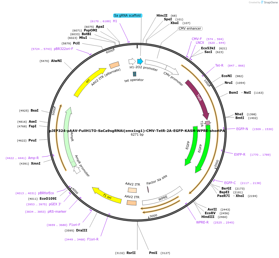 113701-plasmid-map-sequence-id-232036