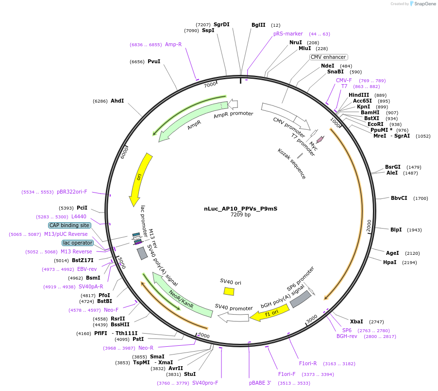 119302-plasmid-map-sequence-id-232037
