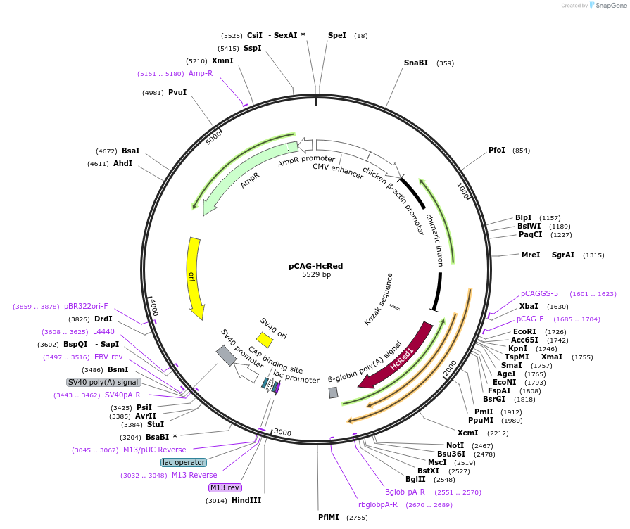 11152-plasmid-map-sequence-id-232038