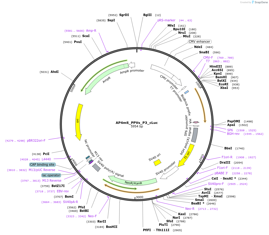119300-plasmid-map-sequence-id-232041