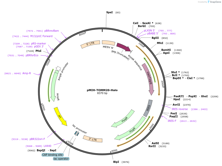 111626-plasmid-map-sequence-id-232042