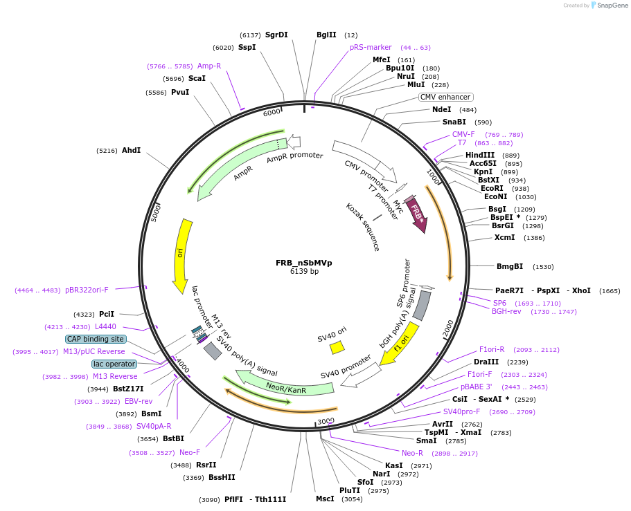 118969-plasmid-map-sequence-id-232046