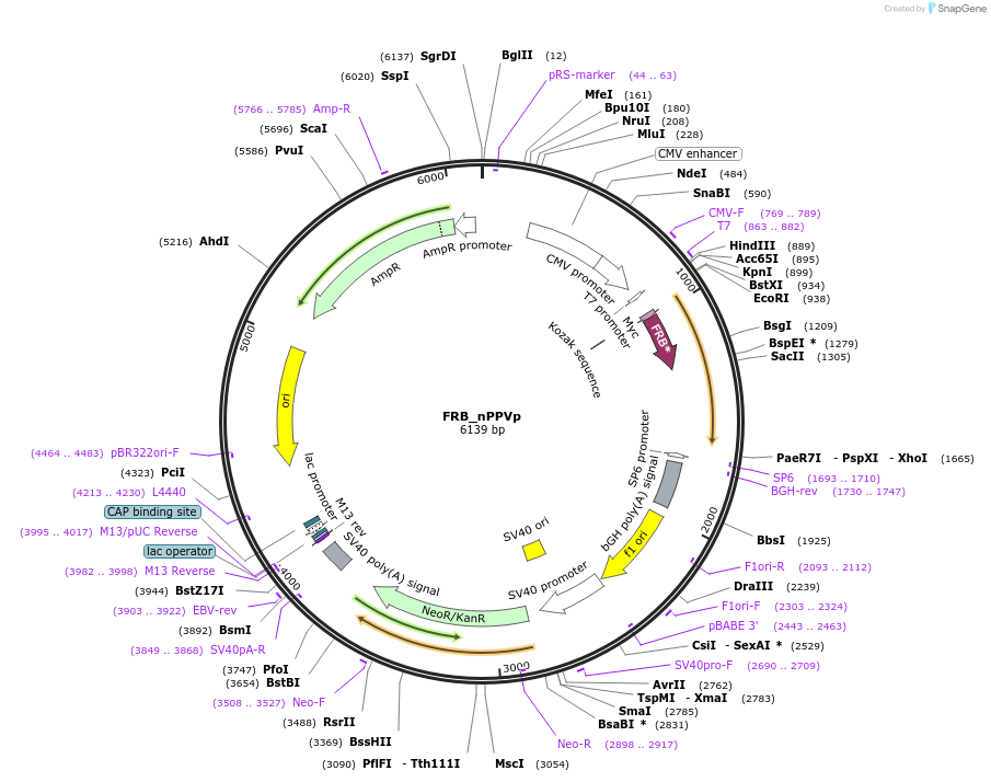118966-plasmid-map-sequence-id-232047